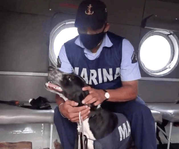 Adopta Marina a otro perrito rescatado en Tabasco