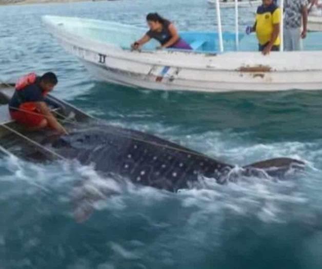 Rescatan tiburón-ballena en Matamoros