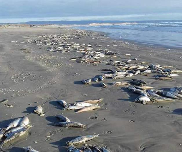 Hallazgo de sardinas muertas en la playa de Ensenada, BC
