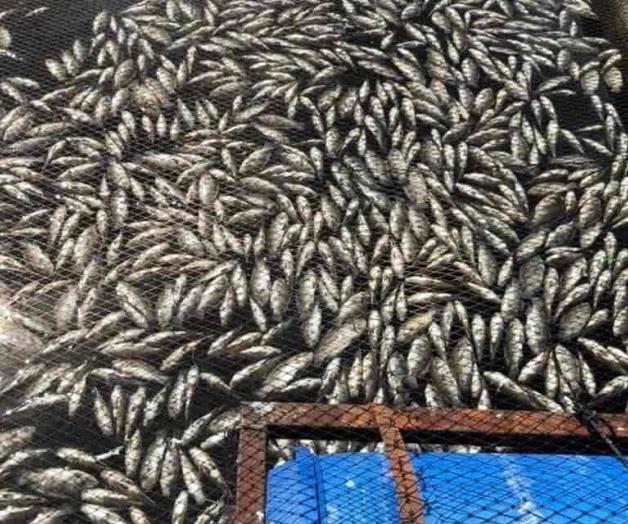 Acusan a Conagua por muerte de peces en Guerrero 